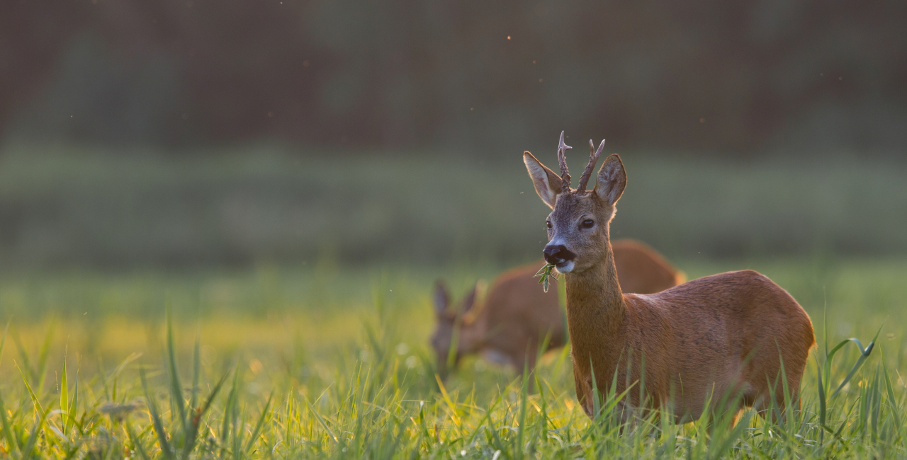 Tipps zur erfolgreichen Bockjagd