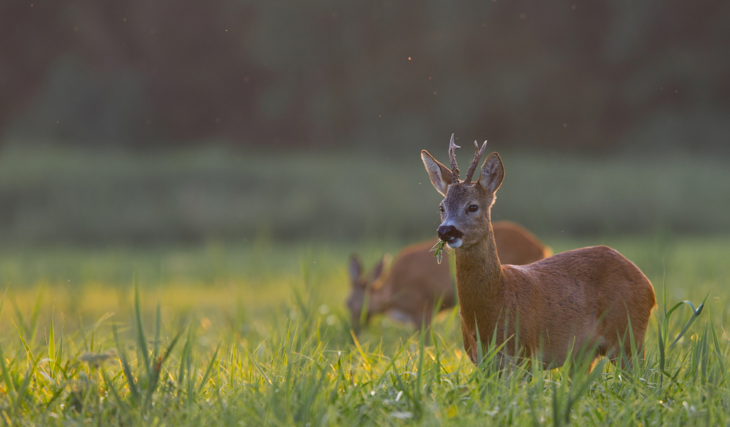 Tips for successful buck hunting